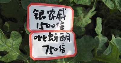 【探索】是什么讓黃蚜如此落??？
