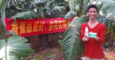差距這么大， 是真的嗎？ 銀農(nóng)故事匯—香蕉篇