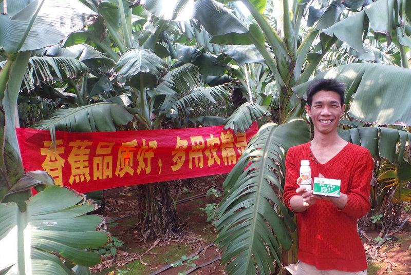 差距這么大， 是真的嗎？ 銀農(nóng)故事匯—香蕉篇
