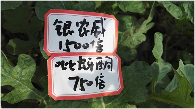 【探索】是什么讓黃蚜如此落??？