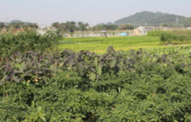 菜地難種、施肥低效、薊馬高發(fā)，咋辦？這里有高招！