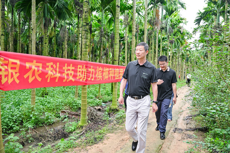 不斷創(chuàng)新納米農(nóng)藥，“銀農(nóng)三寶”助力檳榔提質(zhì)增收